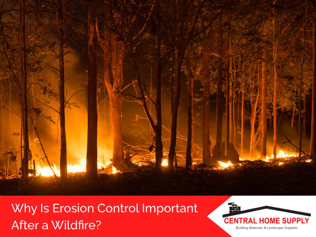 Forest fire, wildfire burning tree in red and orange color at night